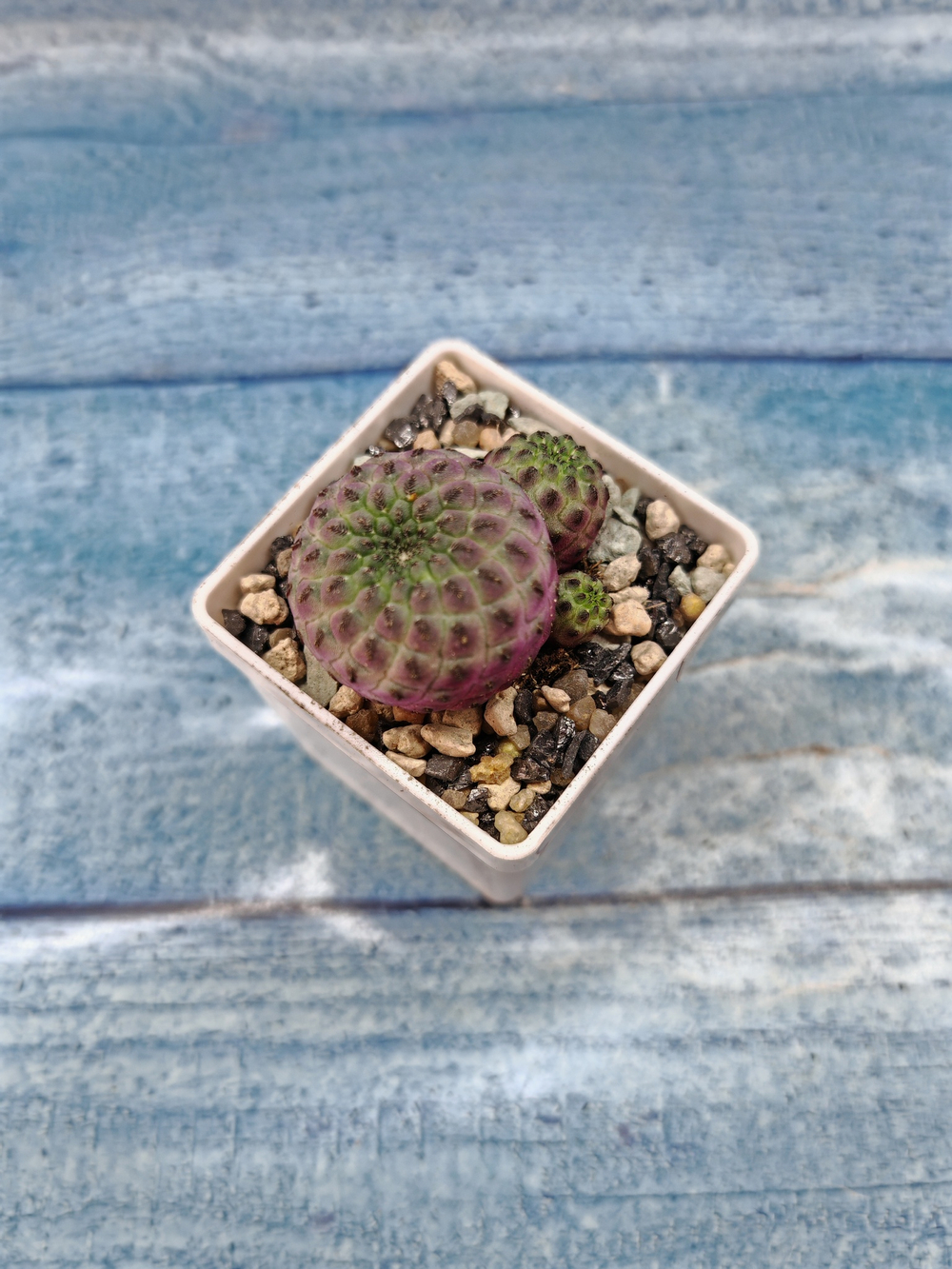 Sulcorebutia rauschii (Сулькоребуция)