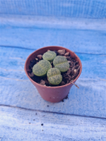 Lithops sp. (Литопсы)