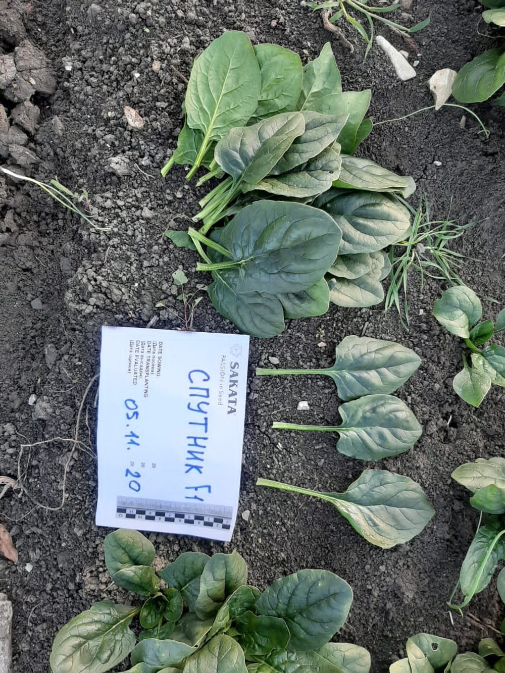 Спутник F1 семена шпината (Sakata / Саката)