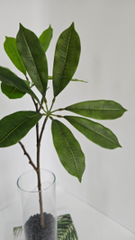 Плюмерия / Арт 1185