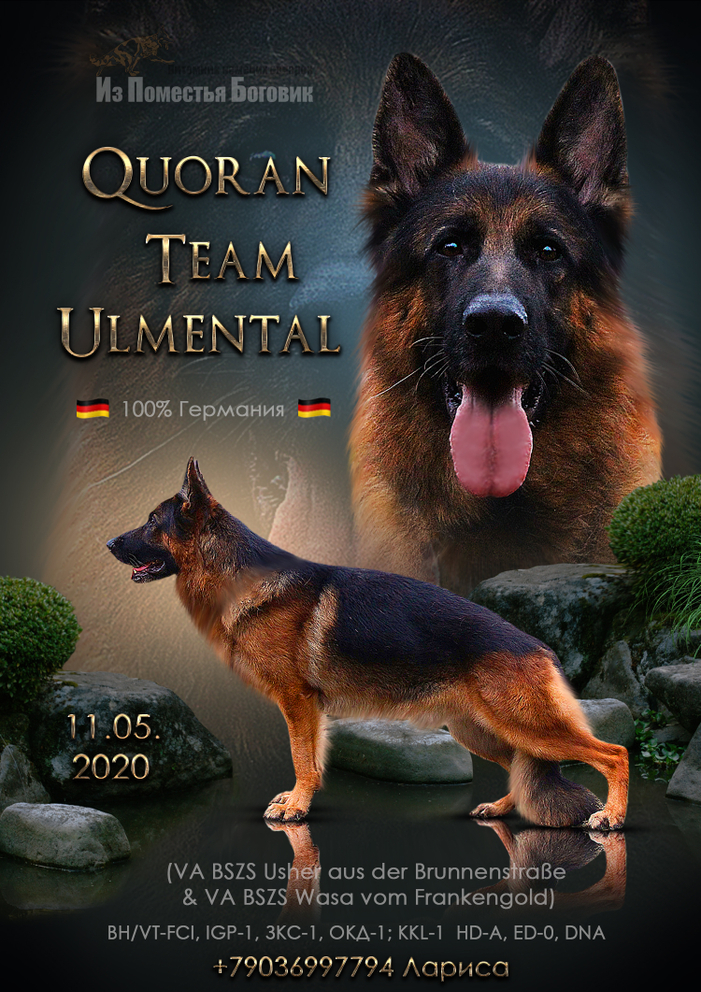 QUORAN TEAM ULMENTAL
