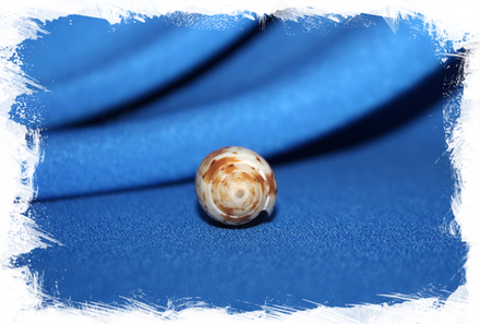 Конус Нуссателла (Conus Nussatella)