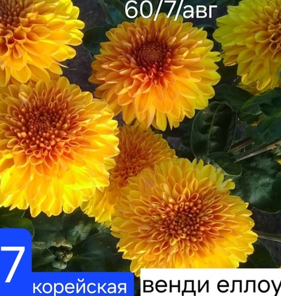САЖЕНЦЫ ХРИЗАНТЕМЫ КОРЕЙСКАЯ № 7 ВЕНДИ ЕЛЛОУ