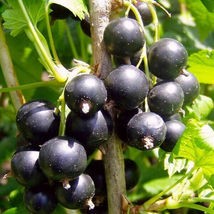 Смородина чёрная Добрый Джин