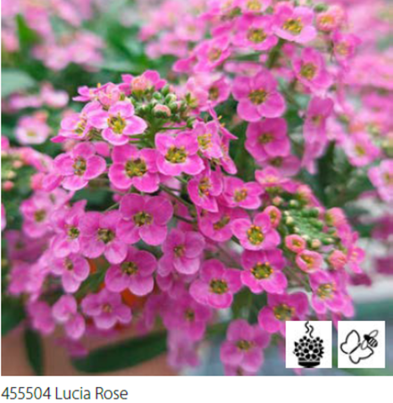 ЕВРО Лобулярия/Алиссум Lucia Rose укорененный черенок ОКС февраль 26 Volmary
