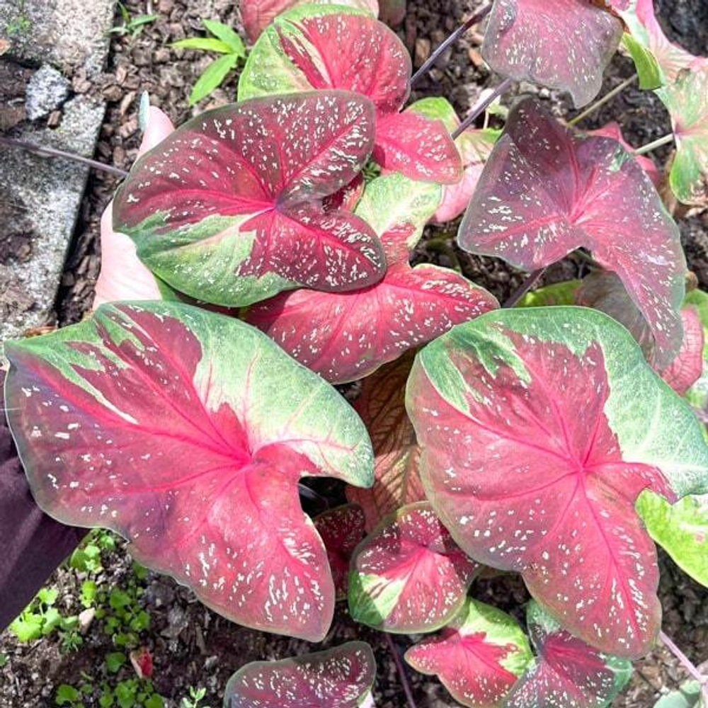 Каладиум MUKDAHAN