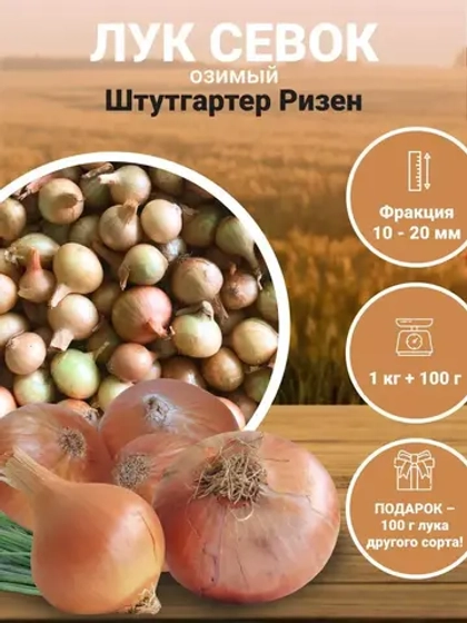 Лук севок озимый для посадки Штутгартер Ризен 1 кг