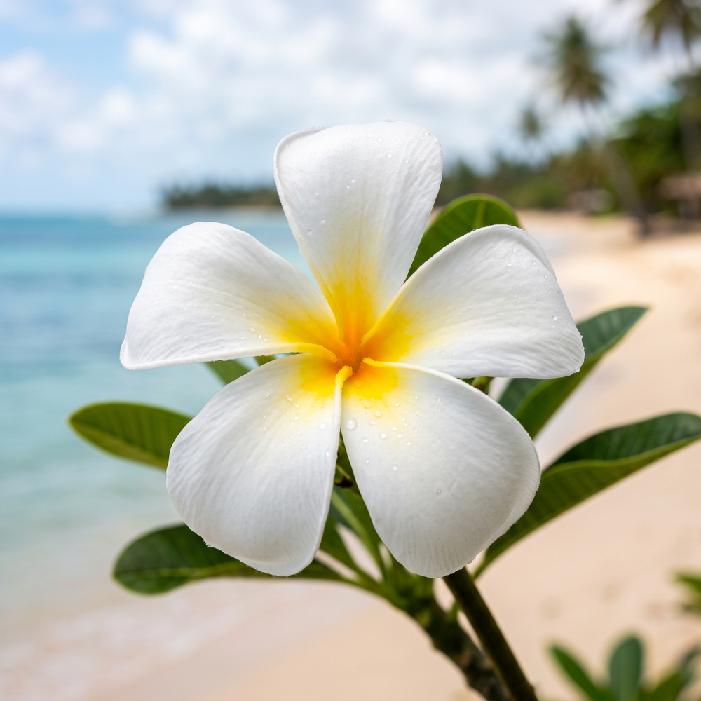 Отдушка CS - Приморская Плюмерия (Seaside Plumeria)