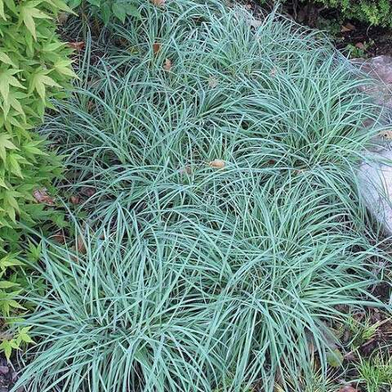 Осока повислая "Blue Zinger". Carex flacca "Blue Zinger".