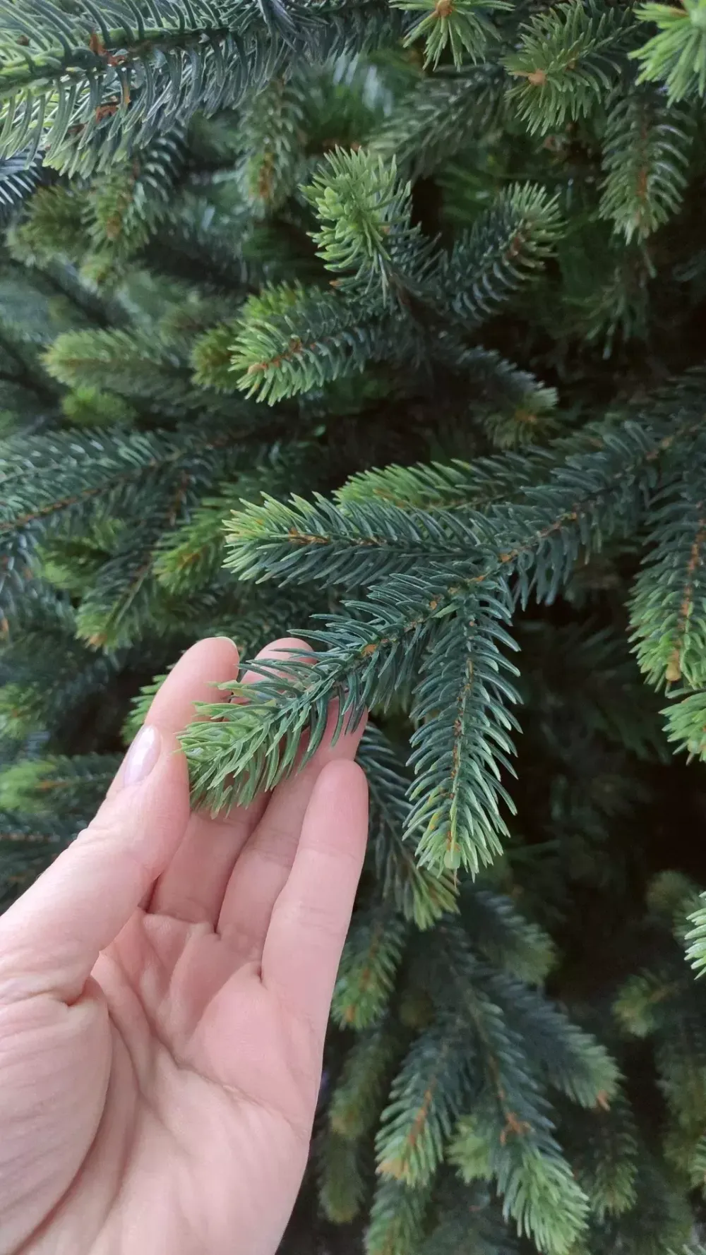 Ель искусственная «Венецианская» (Литая+пвх) 270 см / 2.7 м