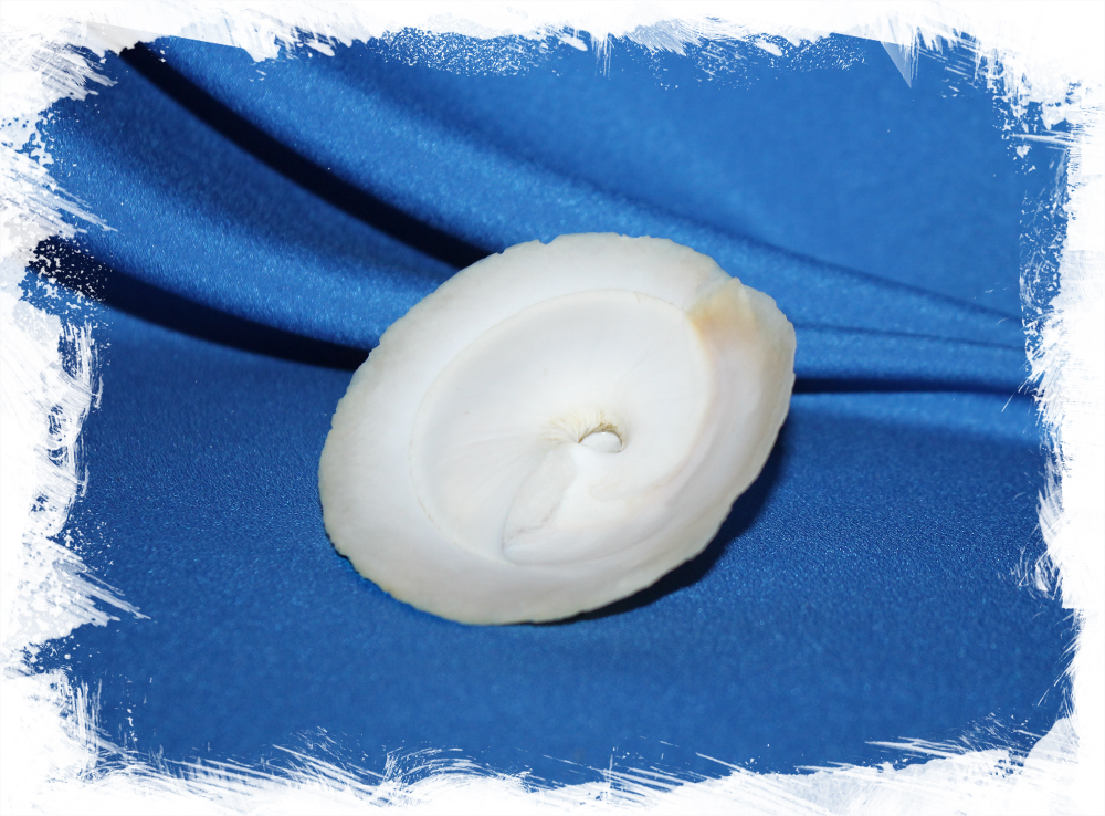 Раковина Xenophora indica, Индийская ксенофора