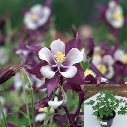 Аквилегия гибридная Сван Лавендер на рошке 1л.