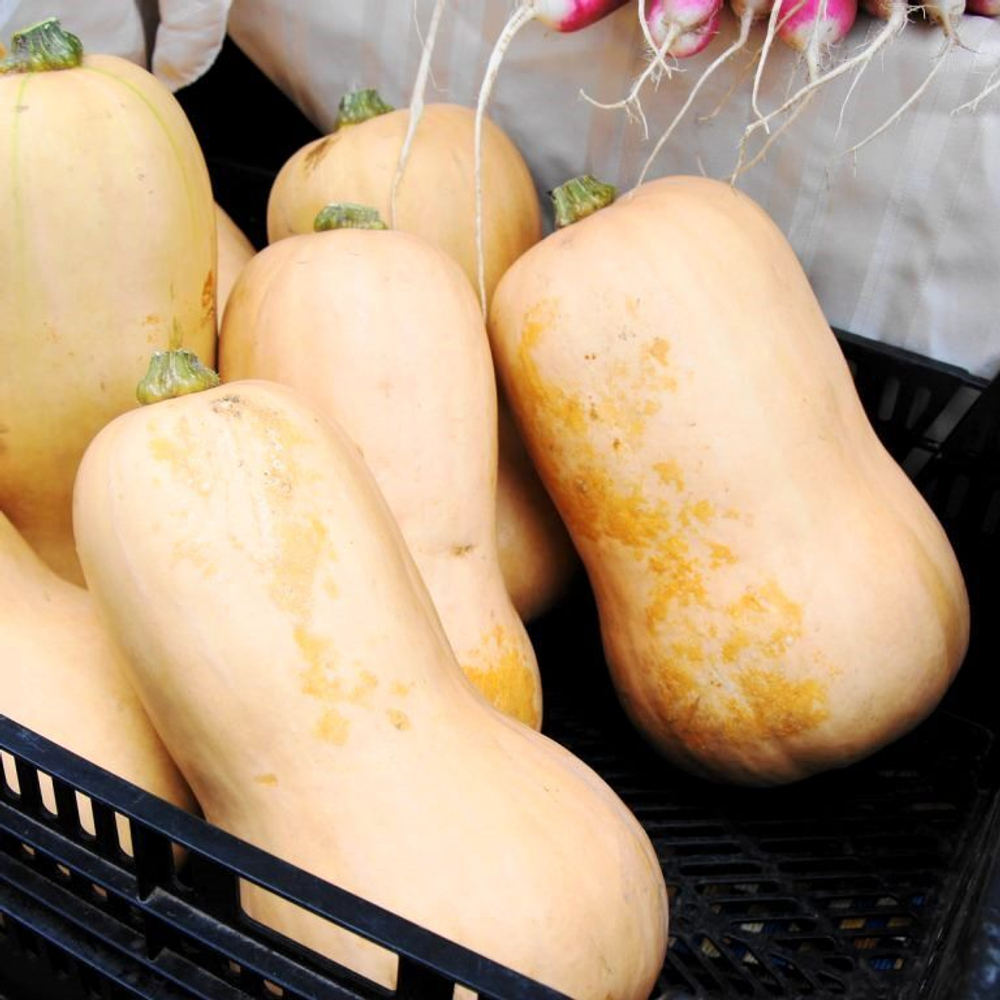 Уолтемская Тыква Баттернат - Waltham Butternut Squash