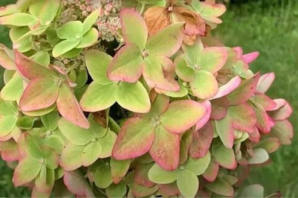 Металлика «Metallica» С2.0