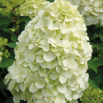 Гортензия метельчатая "Геркулес" 3л.