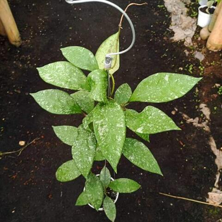 Хойя RUNDUMESIS SPLASH