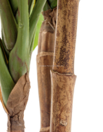 Кордилина зелёная крупнолистная на стволах