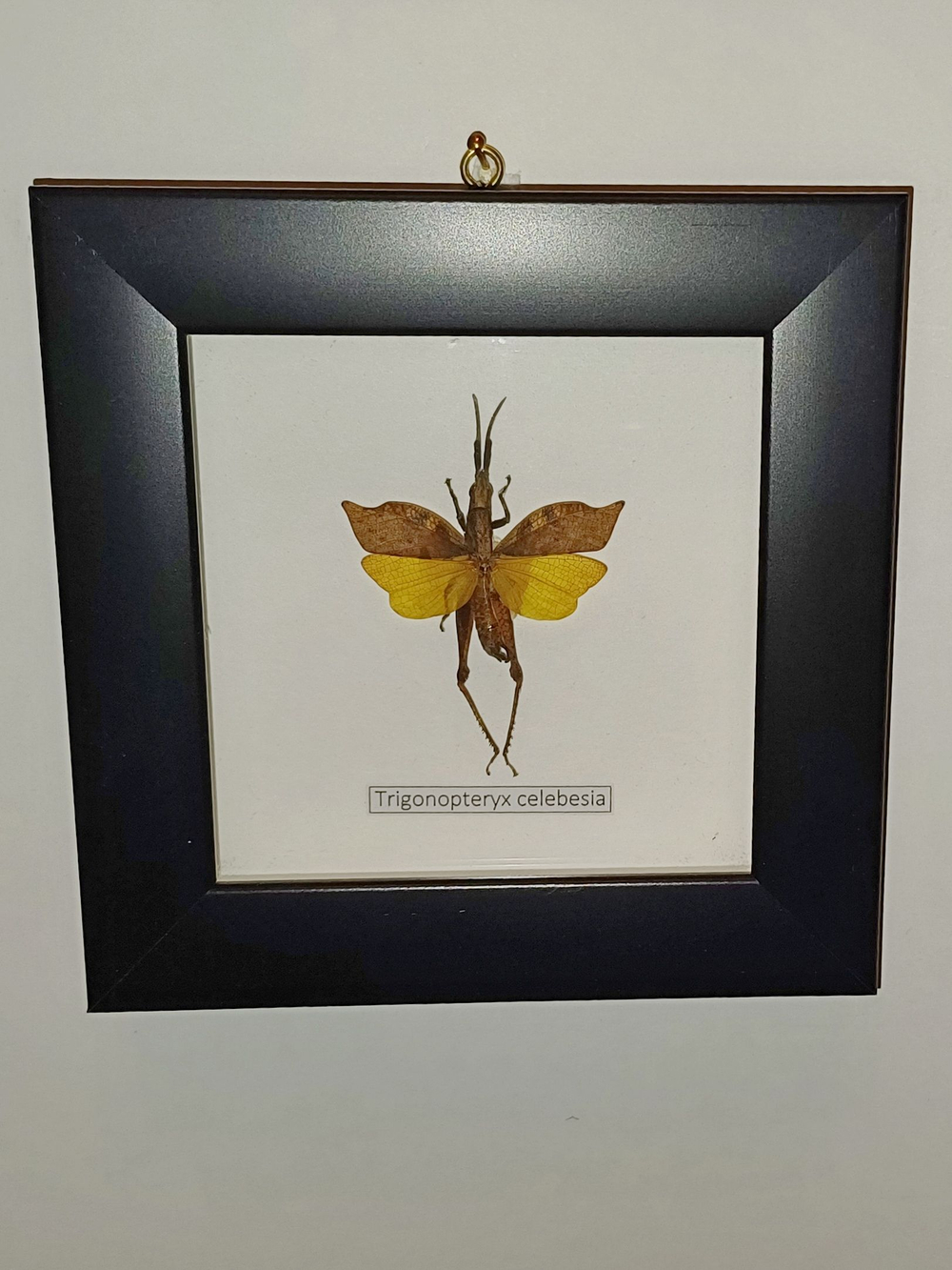 Кузнечик Trigonopteryx в рамке