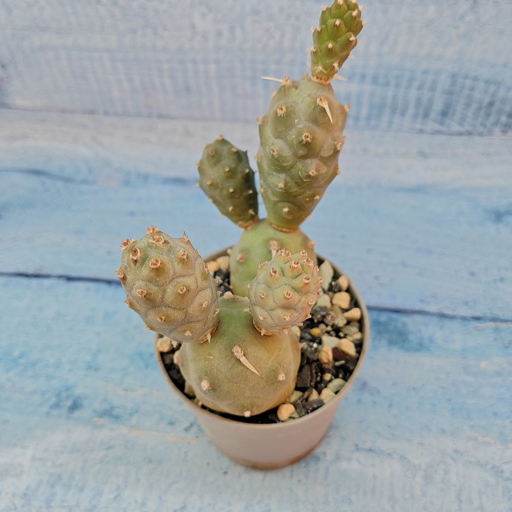 Tephrocactus Articulatus (Тефрокактус)