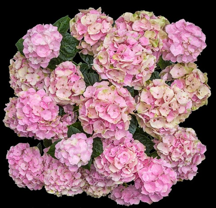 Вокс Пастел Пинк (Vox Pastel Pink) НОВИНКА р14 Европа весна 2026 г.