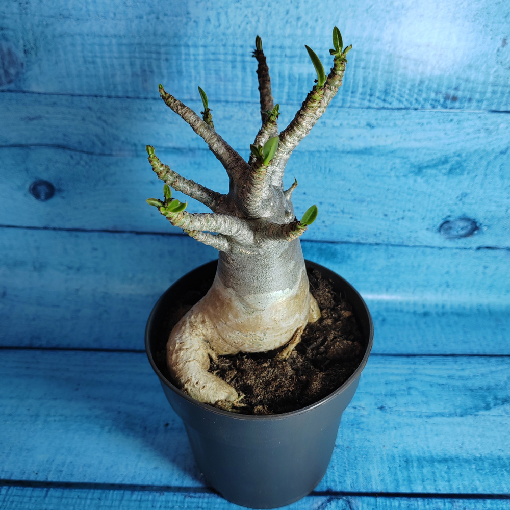 Adenium Baobab (Адениум)