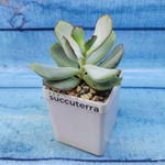 Сotyledon Сhocoline (Котиледон)