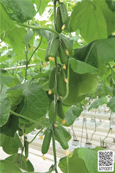 Авион F1 семена огурца партенокарпического (Bejo / Бейо) упаковка 1000 шт. – фото 2