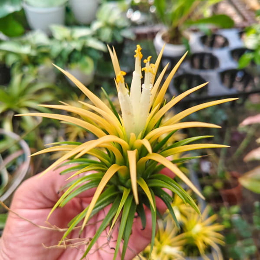 Тилландсия ionantha Druid R