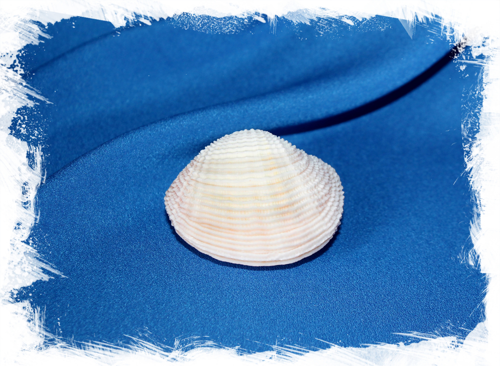 Ракушка Fimbria fimbriata Купить