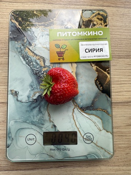 Земляника крупноплодная Сирия