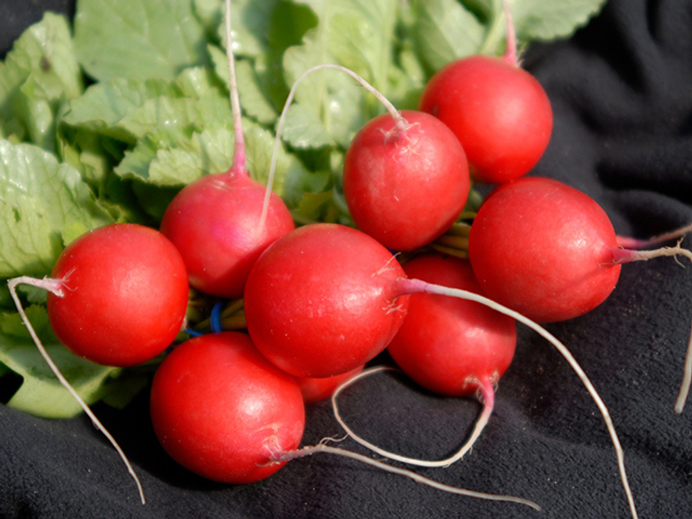 Редис Вена F1 (10гр) Витагрин Профи