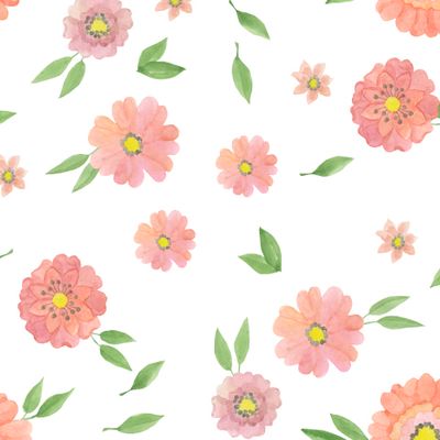 Розовые цветы (маргаритки) на белом