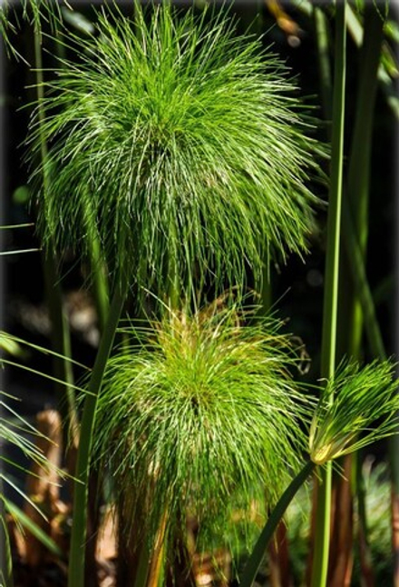 CYPRIOL EO / ЦИПРИОЛ ( НАГАРМОТА ) CAS 91771-62-9