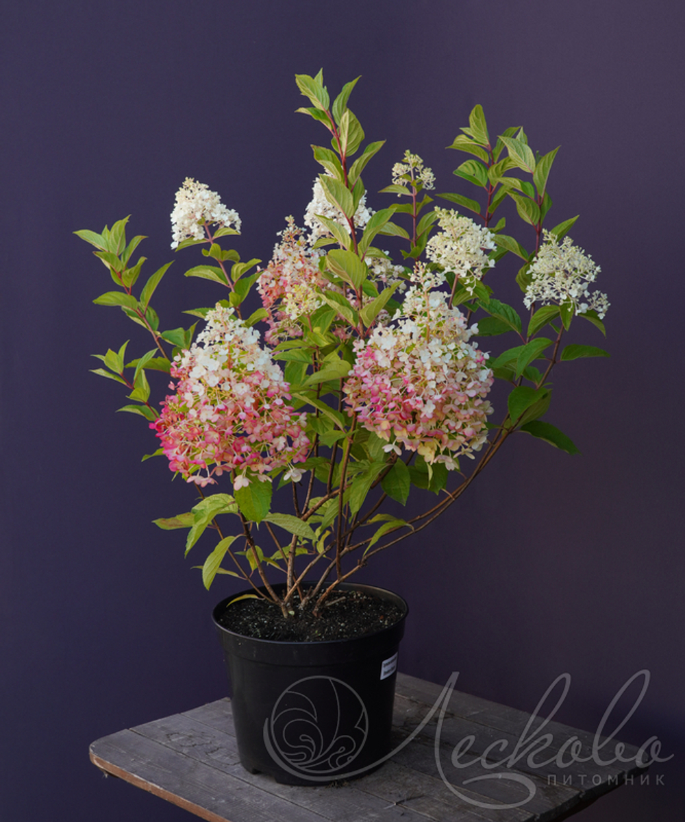 Гортензия метельчатая Strawberry Blossom