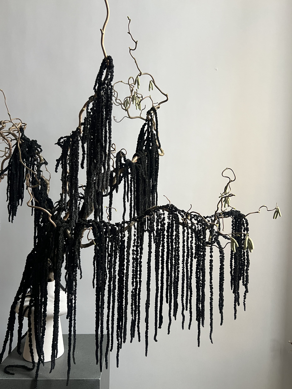 Амарант стабилизированный черный