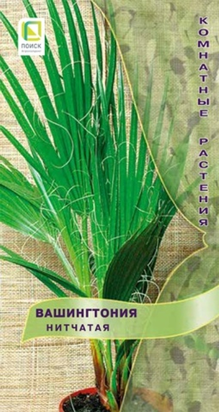 Вашингтония нитчатая  3шт Поиск