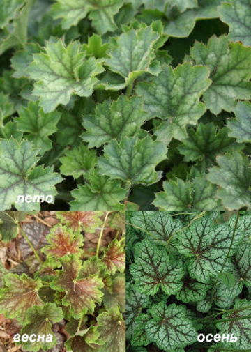 Гейхера Дейлз Стрейн