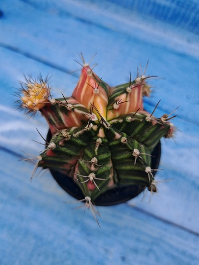 Gymnocalycium Variegata (Гимнокалициум Вариегатный)