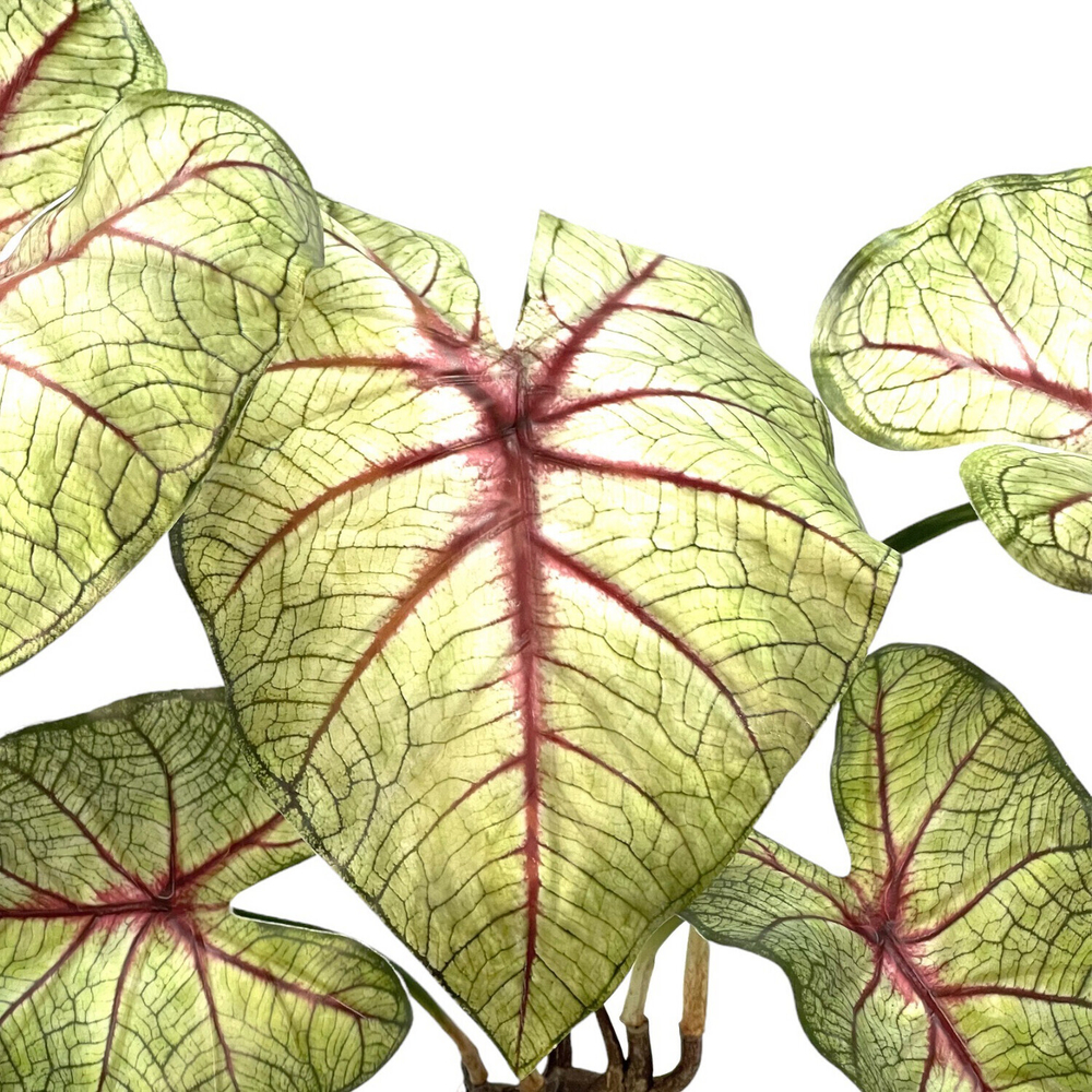 Каладиум куст с корнем 45 см