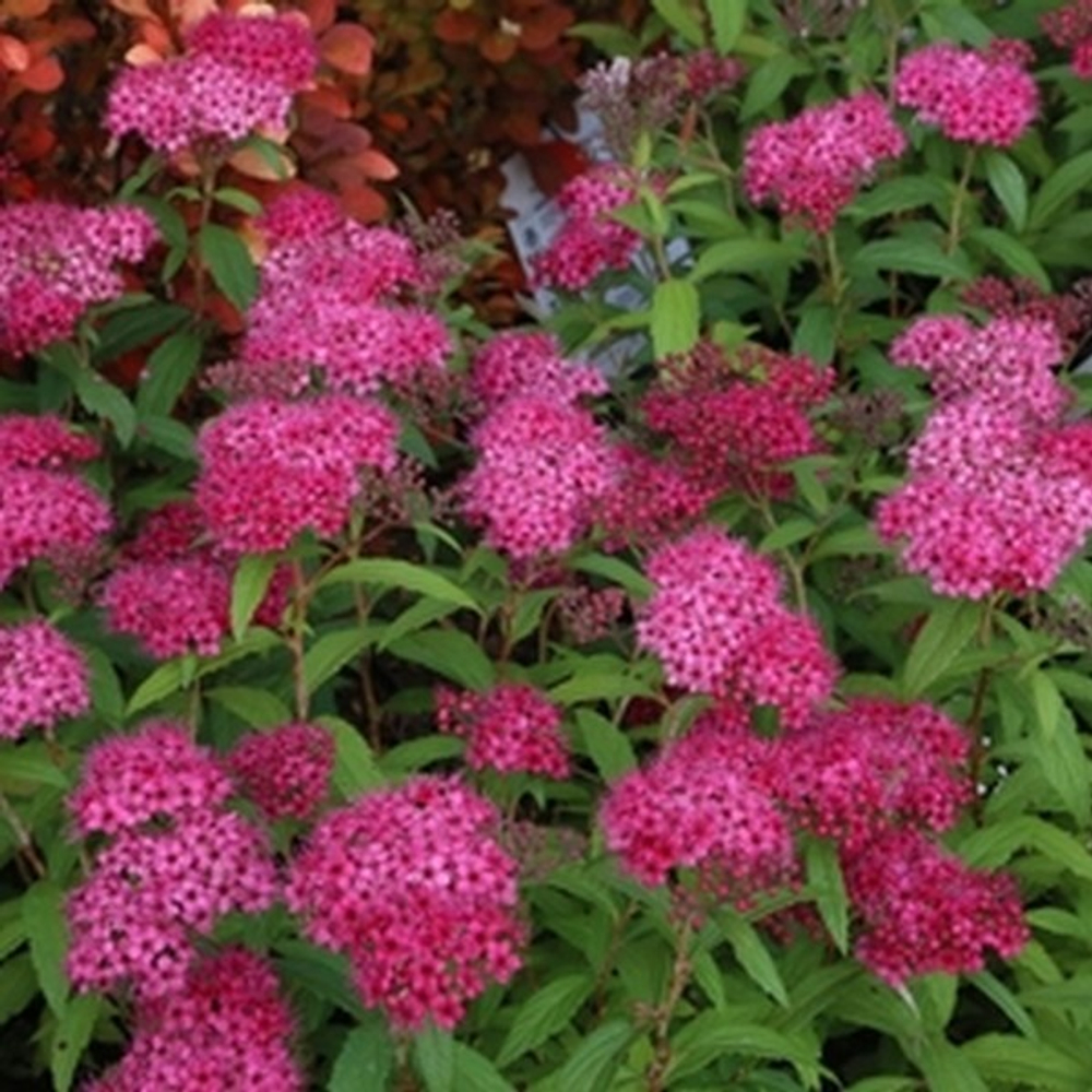 Спирея японская Криспа C5 40-60