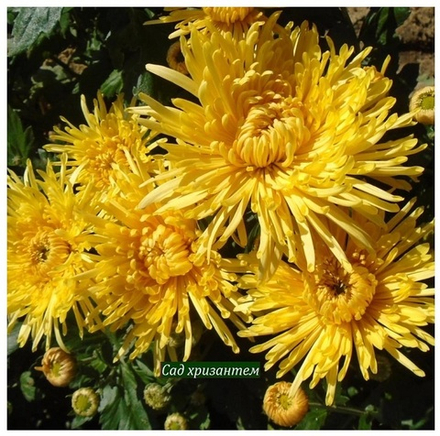 Корейская хризантема Сонечко  ☘ з.84 (отгрузка Сентябрь)