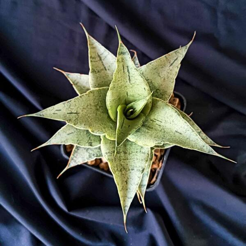 Сансевиерия SNOWFLAKE