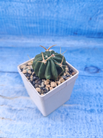 Stenocactus Coptonogonus (Стенокактус)