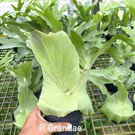 Платицериум P.GRANDAE