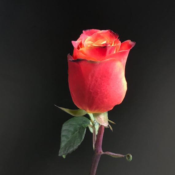 Роза Atomic Tessa