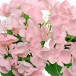 Цветок искусственный «Natur» 28см Гортензия бледно-розовая