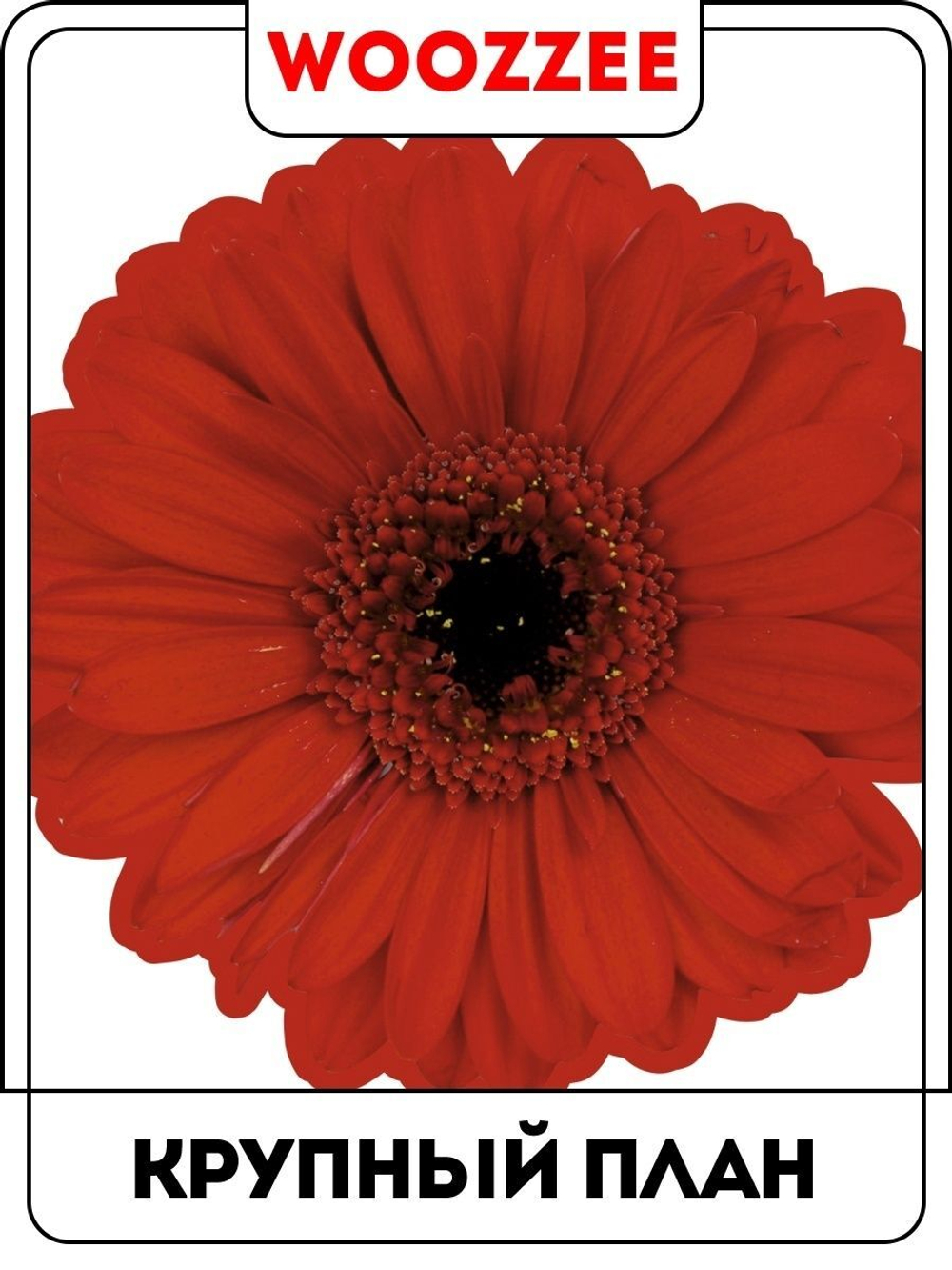 Наклейка декоративная А3 "Ассорти из гербер"