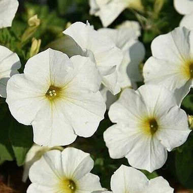 32345 Петуния BEAUTICAL PEARL WHITE (ВЕСНА 2025)
