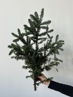 Ветка хвои - НОБИЛИС от 5 шт