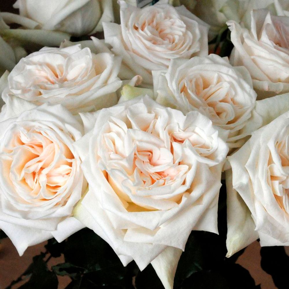 Вайт О&#39;Хара — корзина ароматных романтических роз